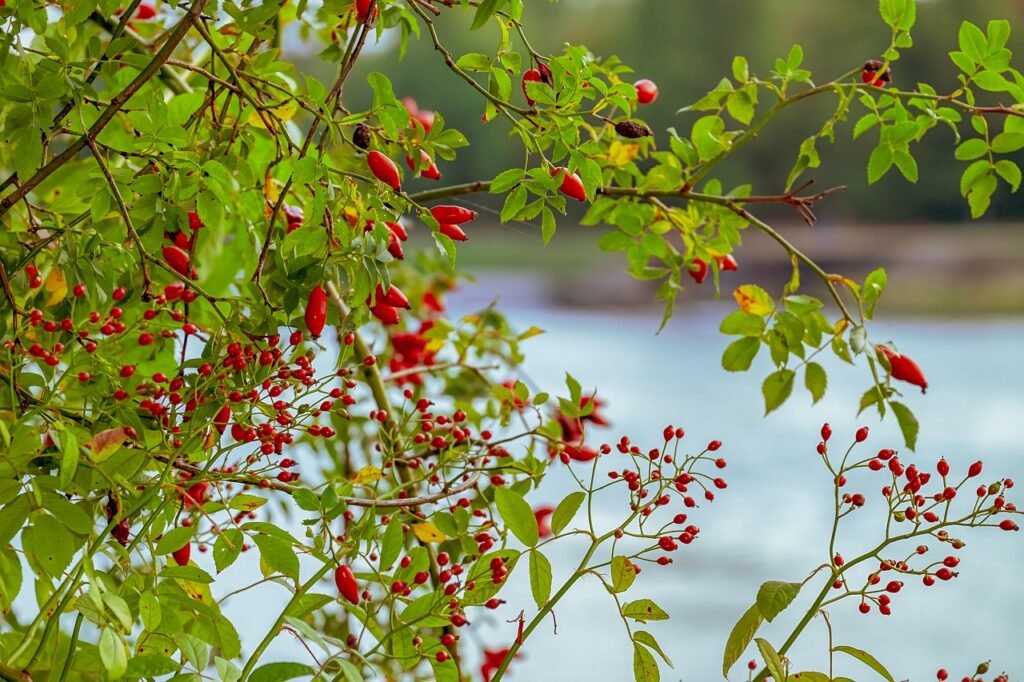 rosehips, canina, fruit-3710404.jpg